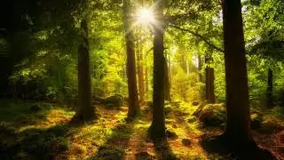 SUN RAYS AND NATURE ANIMATED BACKGROUND FOR GREEN SCREEN HD 1080P MOTION ANIMATED BACKGROUND