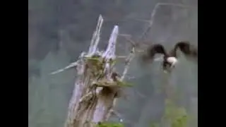 Орлята учатся летать