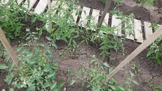 НОВЫЙ СПОСОБ ПОДВЯЗЫВАНИЯ ПОМИДОР... НЕ ПОНРАВИЛОСЬ(((