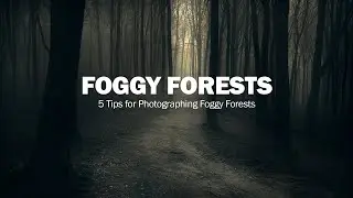5 Tips for Better Foggy Forest Photos