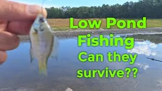 Late August Bank Fishing Panfish! Low water... 