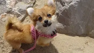 The dogs go to the beach