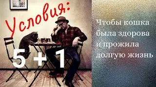 Чтобы кошка была здорова и прожила долгую жизнь: 5 главных условий и 1 самое-самое главное