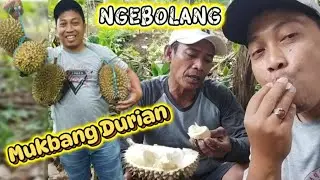 NGEBOLANG || MUKBANG DURIAN  #ngebolang #durian #durianindonesia #makandurian #mastedsg