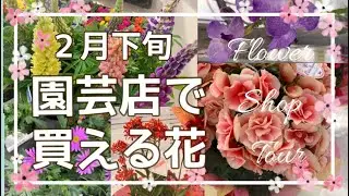 🌹【２月下旬 園芸店で花を見る】ようやく植えれる暖かさになりました