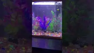 #балыкаулау #саякат #онлайн #rek #анталия #кокжигули
