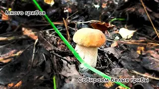 Собираю белые грибы с женой в зелёное обойное ведро.