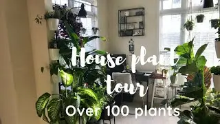 House plant tour 2020: Over 100 plants 🪴
