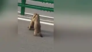 Chinese marmots! Street Fight! NEW 2017