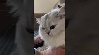 貓交配