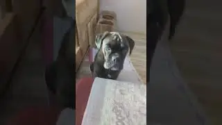 Хитруля.🤗🤗🤣🤣👏