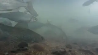 АТАКИ ХАРИУСА И ПОВЕДЕНИЕ. Подводная съёмка.