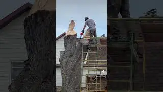 Eagle chainsaw carving, easy way to save a tree