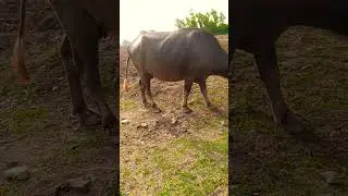 Buffalo grazing at farm 