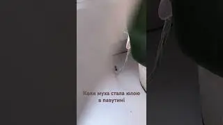Коли муха стає юлою в павутинні