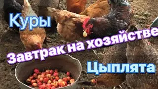 Кормлю хозяйство завтраком! Как отучить квочку сидеть на яйцах!