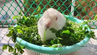 Rabbit Eating Cilantro Plant ENTIRE ASMR