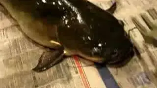 My Poor Dead Salmon :(