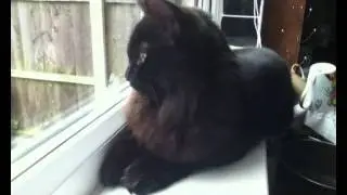Gizmo chattering at a bird.