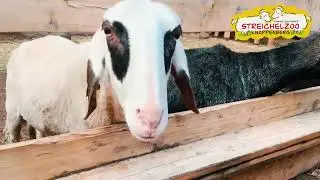 Streichelzoo Knappenberg - Das Erlebnis am Berg !