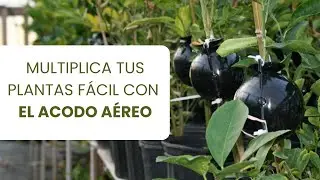 ¡Multiplica tus plantas sin necesidad de semillas ni esquejes!