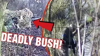 Deadly Bush (Airsoft Ares Amoeba Striker AS01 HPA Mancraft Sniper Scopecam Gameplay)
