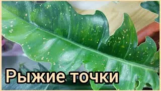#ответы