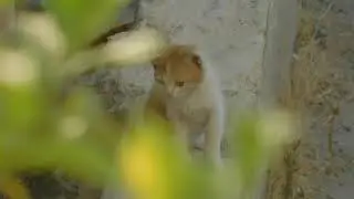 Cat (Baby) part.1