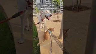 Кошмарик впервые на улице 🧡