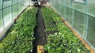 Информация по Фенг сянг‼️‼️‼️ Новые рассадники в работе💖💖💖