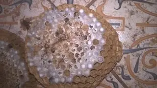 шершиное гнездо