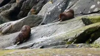River Otter family (Mom and three youngsters) Albert Head