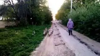 стадо гусей