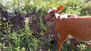 Прогулка с животными и с пользой