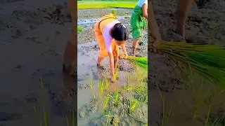दैज्लां नि एसे माय गायबाय लोगोफोर 💚