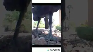 Raven tries to eat camera!