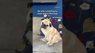 Me after comparing my SENIOR PUG to other pugs 🙈😂 