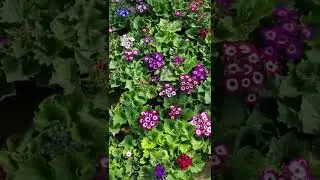 Питуния ва силинария гуллари обзор