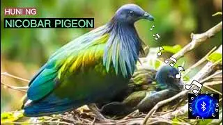 NICOBAR PIGEON SOUND #philippinebirds #huntsman_ph