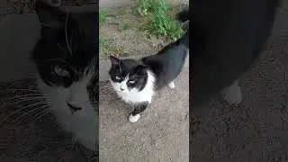 Инь-Ян Котик☯️😺