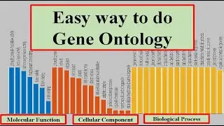 Gene Ontology Analysis: Unveiling the Function of Your Genes