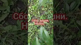 Сбор вишни. Начало.