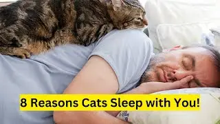 The Actual 8 Reasons Why Your Cat Sleep With You!||Cat Sleeps With You She's Trying To Tell You THIS