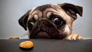 Funny Animal Compilation 2013 / Забавная подборка о животных