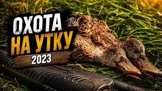 Охота на утку. Осень 2023 г.