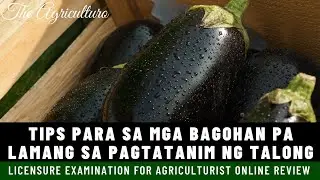 Paanu Magtanim Ng Talong? TIPS para sa mga magsisimula pa lamang