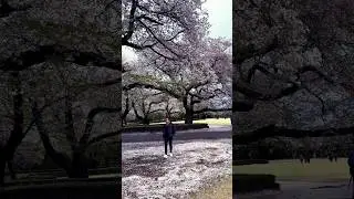 Definitely visit #japan during #sakura #cherryblossom #season in March & April 🌸 #travel #beautiful