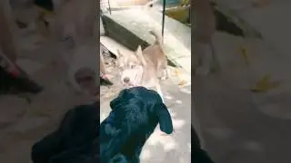 Rottweiler convive com outras raças #rottweiler
