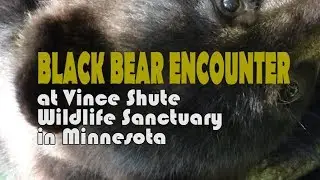 SURROUNDED by BEARS in the WILD at Vince Shute Wildlife Sanctuary