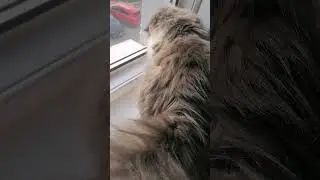 Охотники, они такие😂 #котовасенька #самаялюбимаякошка